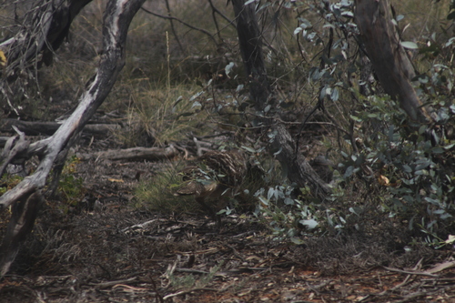 Malleefowl (Leipoa ocellata), photo 6