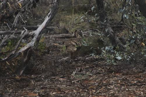 Malleefowl (Leipoa ocellata), photo 5