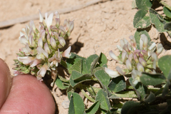 Trifolium wormskioldii