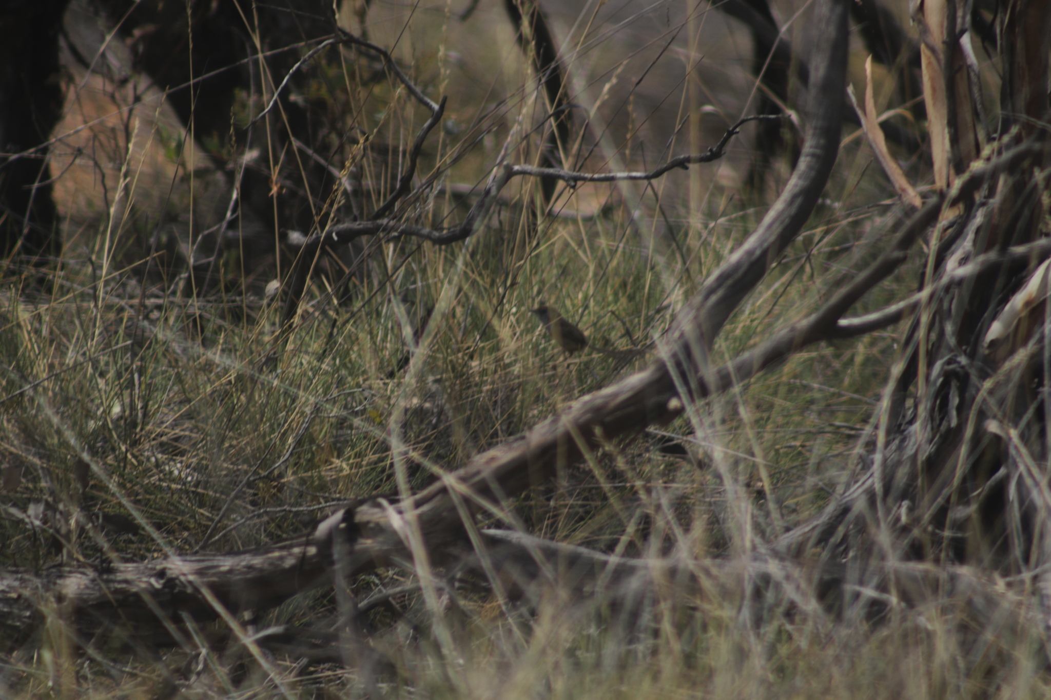 Mallee Emu-wren (Stipiturus mallee), photo 9
