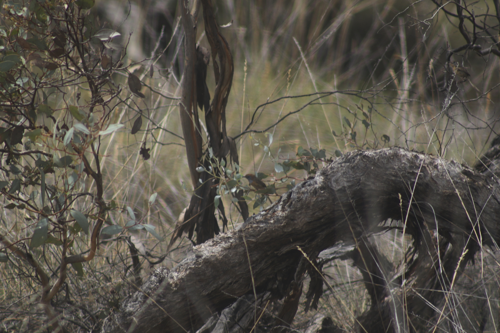 Mallee Emu-wren (Stipiturus mallee), photo 8