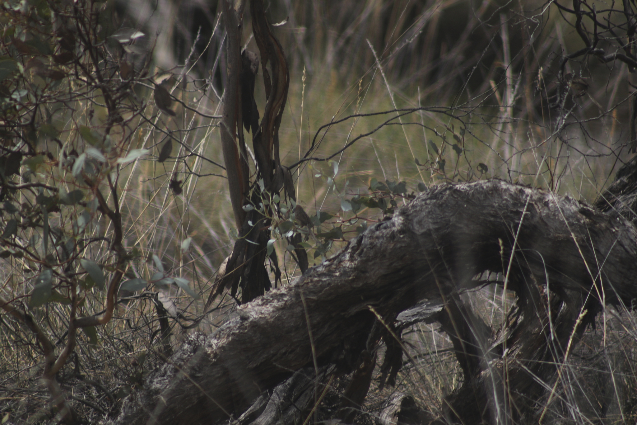 Mallee Emu-wren (Stipiturus mallee), photo 10