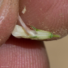 Trifolium wormskioldii