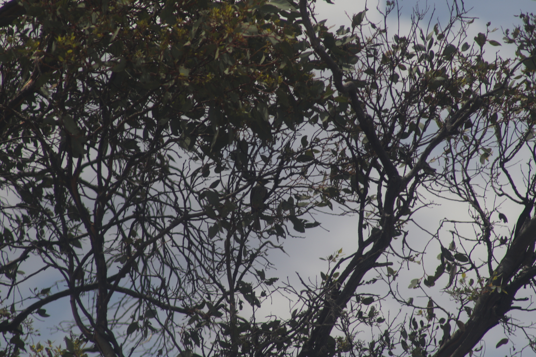 Yellow-plumed Honeyeater (Ptilotula ornata), photo 8