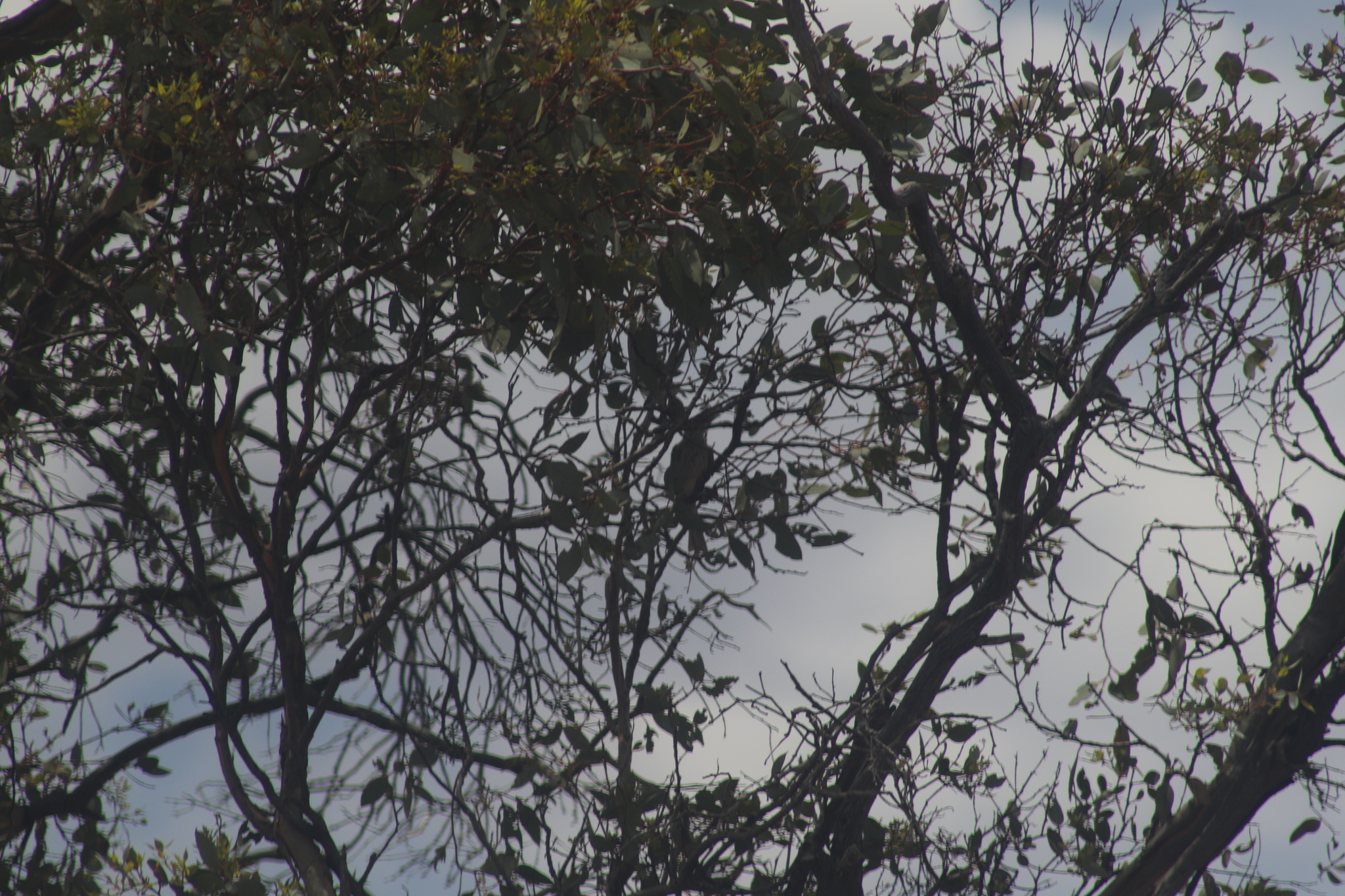 Yellow-plumed Honeyeater (Ptilotula ornata), photo 7