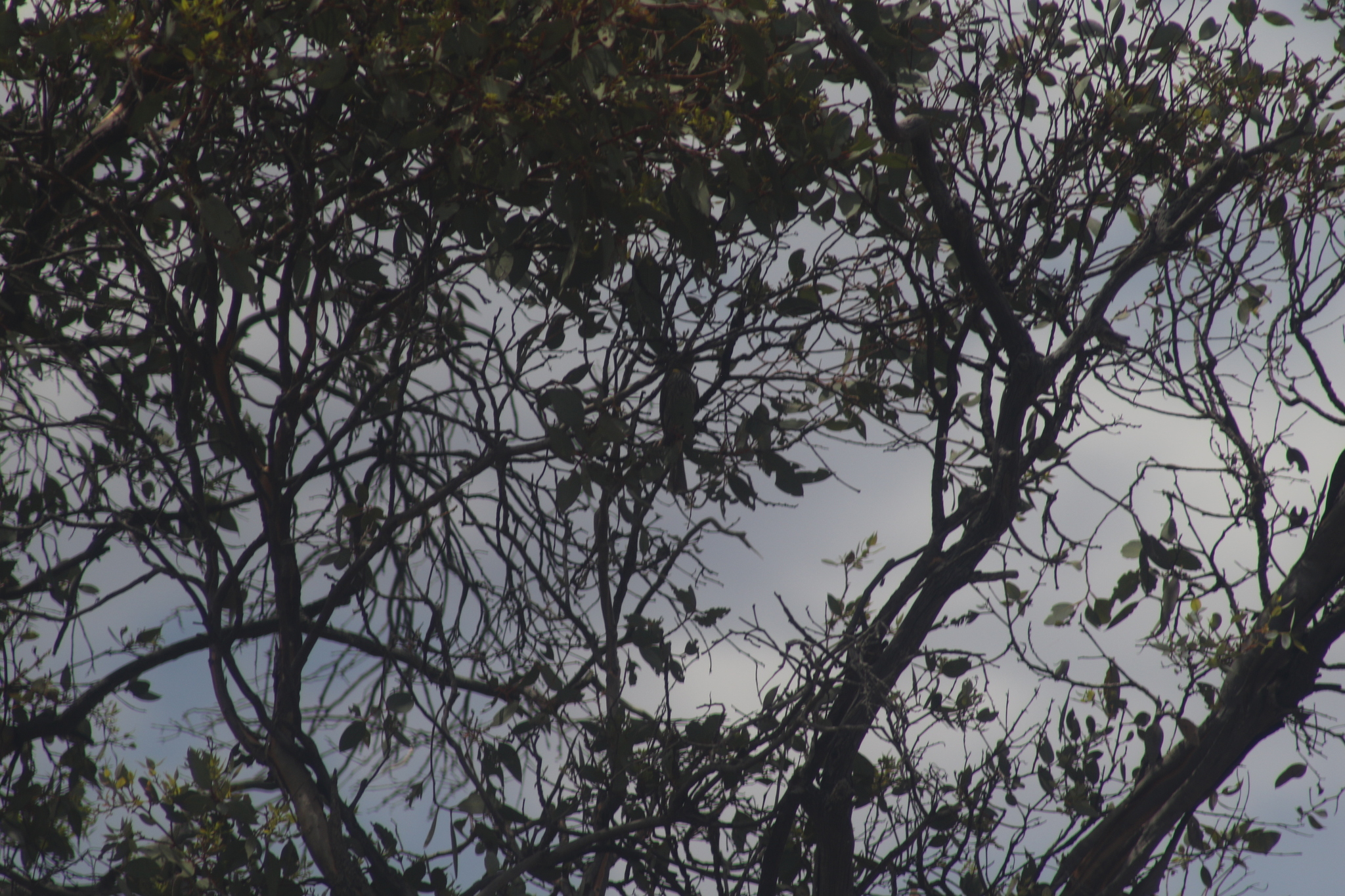 Yellow-plumed Honeyeater (Ptilotula ornata), photo 5