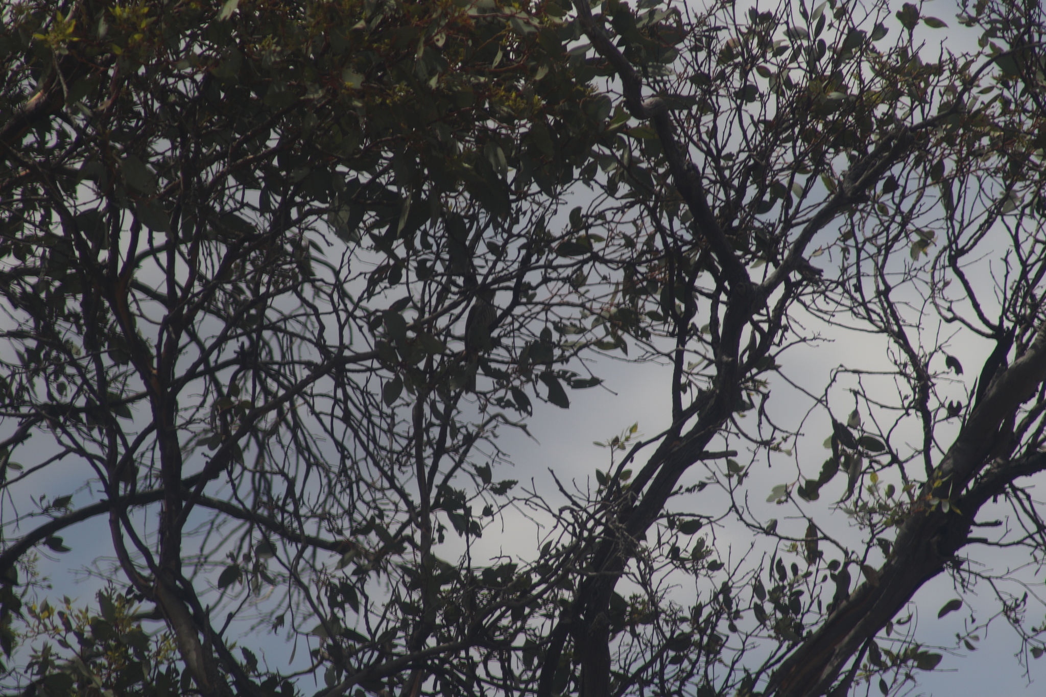Yellow-plumed Honeyeater (Ptilotula ornata), photo 6