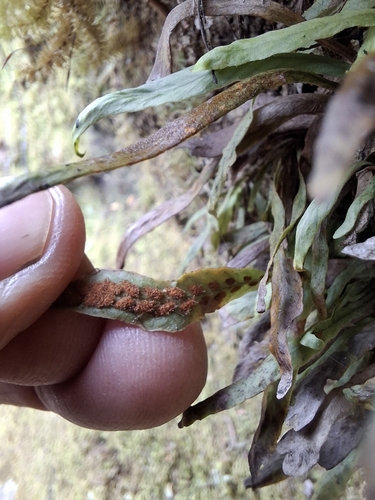 Image of Notogrammitis ciliata by no rights reserved