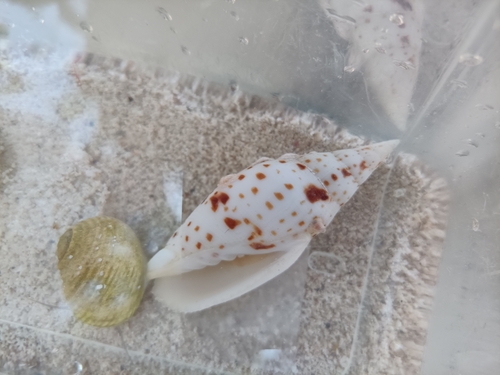 Quasimitra cardinalis observed 2025-02-16
