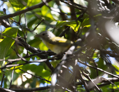 Ashy-headed Greenlet (Hylophilus pectoralis), photo 10