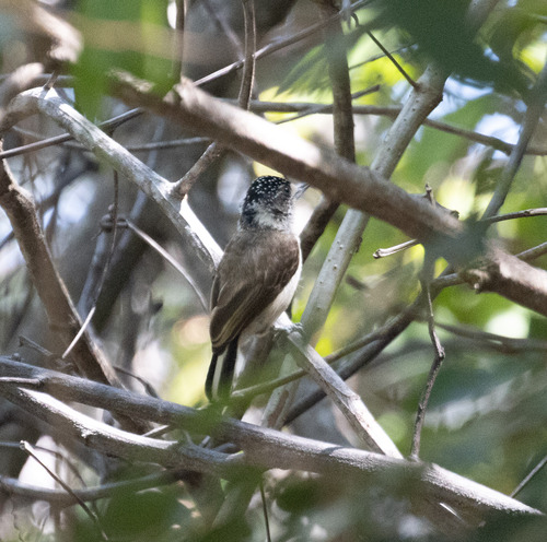White-bellied Piculet (Picumnus spilogaster), photo 7