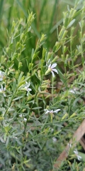 Lythrum lineare