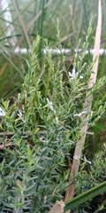 Lythrum lineare