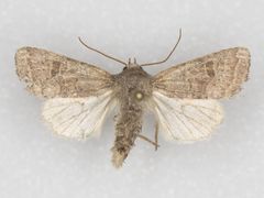 Protorthodes perforata