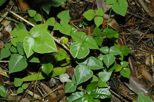 Image of Desmodium wydlerianum by (c) Grace Merkert, some rights reserved (CC BY)