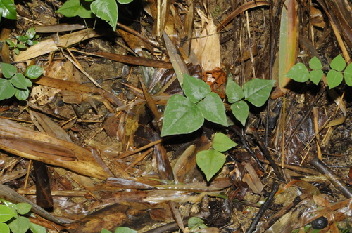 Wydler's ticktrefoil (Desmodium wydlerianum)