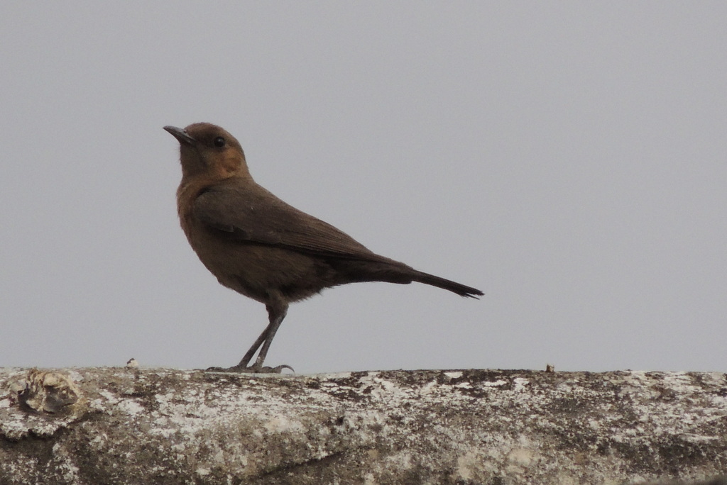 Brown Rock Chat