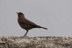 Oenanthe fusca