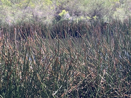 Image of Eleocharis sphacelata by (c) Thomas Mesaglio, some rights reserved (CC BY)