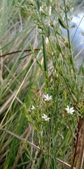Lythrum lineare