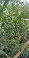 Lythrum lineare