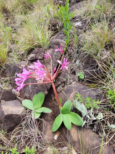 Image of Brunsvigia radulosa by (c) Dylan Leonard, some rights reserved (CC BY-SA)