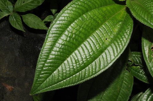 Image of Miconia racemosa by (c) Grace Merkert, some rights reserved (CC BY)