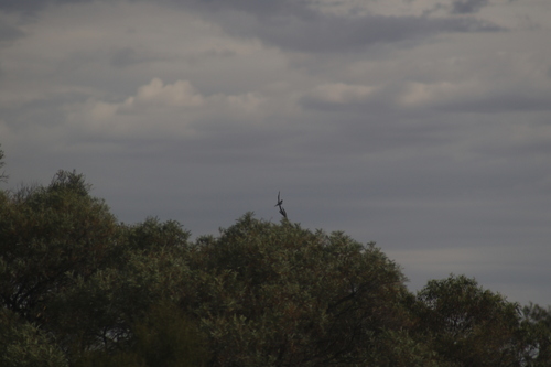 Masked Woodswallow (Artamus personatus), photo 2