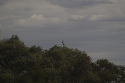Masked Woodswallow (Artamus personatus), photo 3
