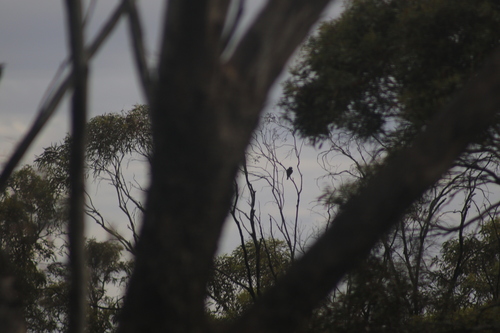 White-browed Woodswallow (Artamus superciliosus), photo 10