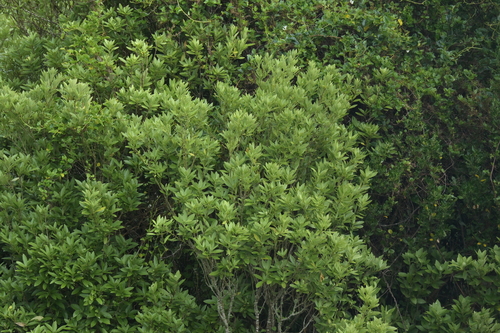 Image of Melicytus chathamicus by (c) Christopher Stephens, some rights reserved (CC BY-SA)