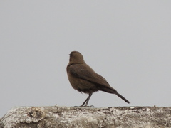 Oenanthe fusca