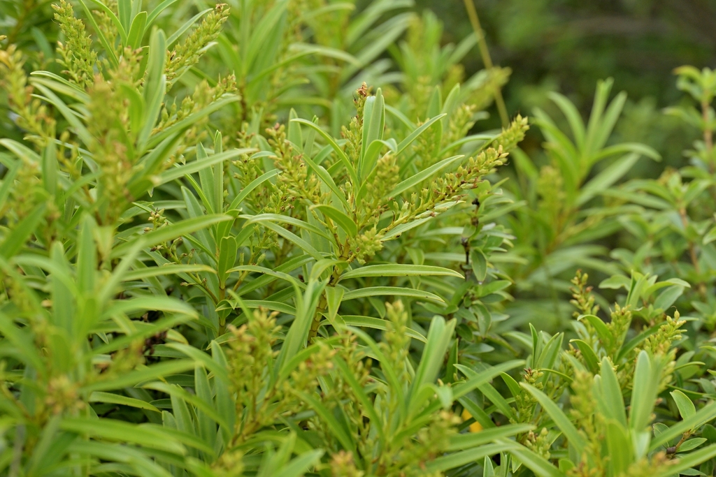 Veronica townsonii; photograph (c) Christopher Stephens, some rights reserved (CC BY-SA)