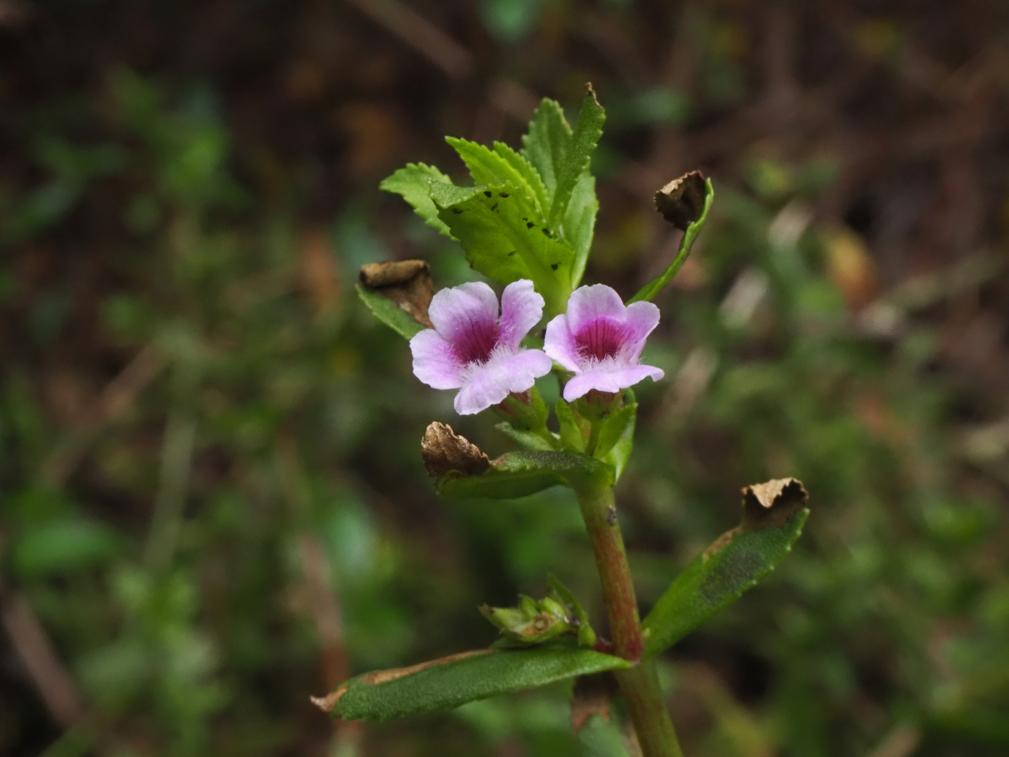 Limnophila aromatica