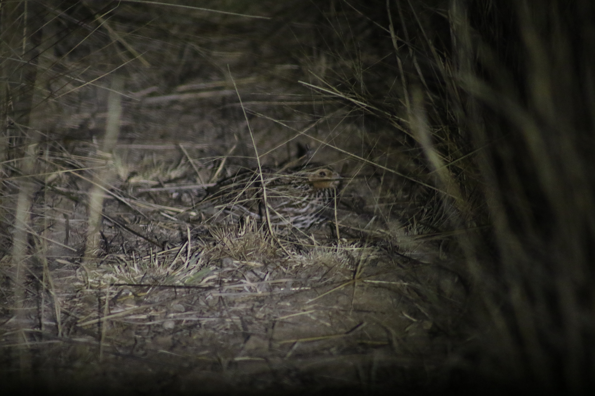 Stubble Quail (Coturnix pectoralis), photo 3