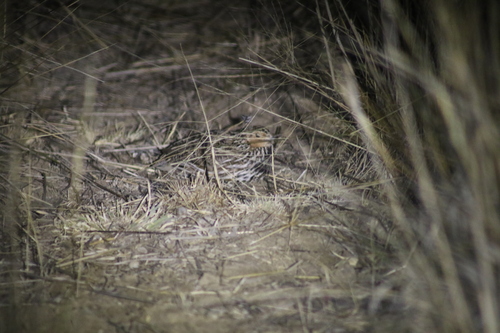 Stubble Quail (Coturnix pectoralis), photo 3