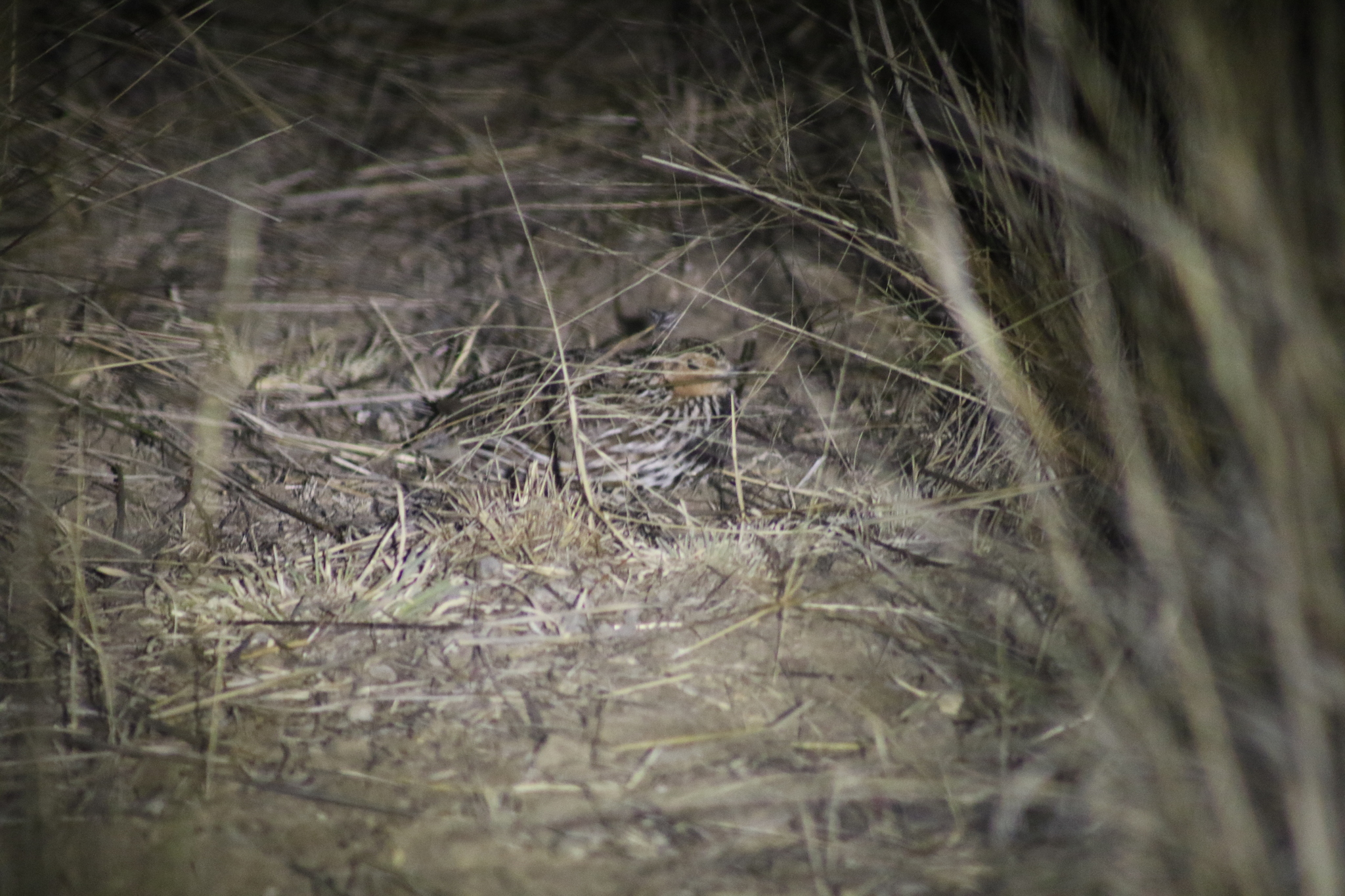 Stubble Quail (Coturnix pectoralis), photo 4