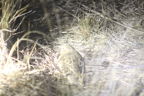 Red-chested Buttonquail (Turnix pyrrhothorax), photo 6