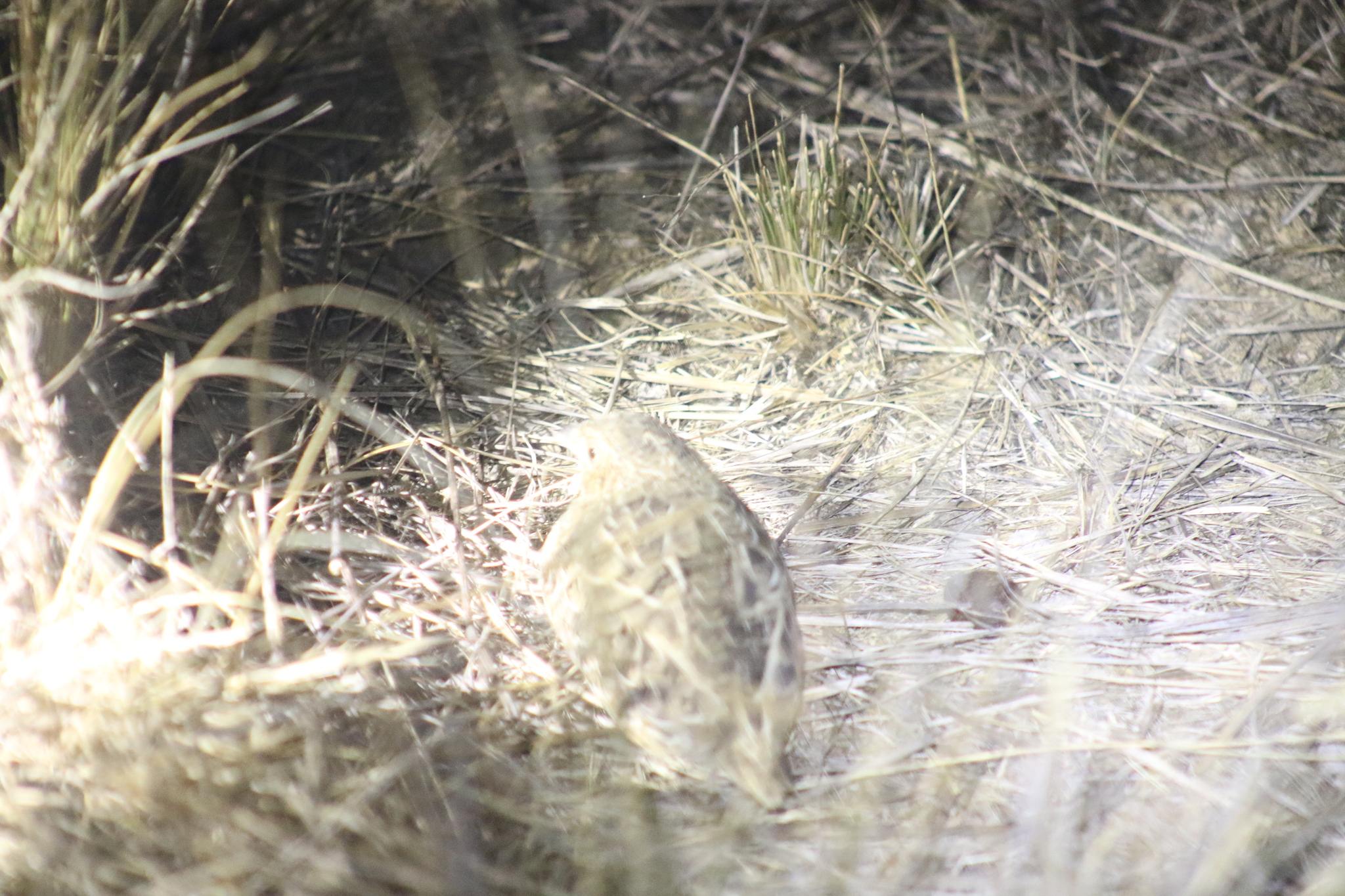 Red-chested Buttonquail (Turnix pyrrhothorax), photo 7
