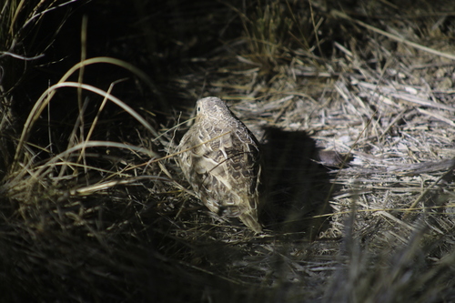 Red-chested Buttonquail (Turnix pyrrhothorax), photo 7