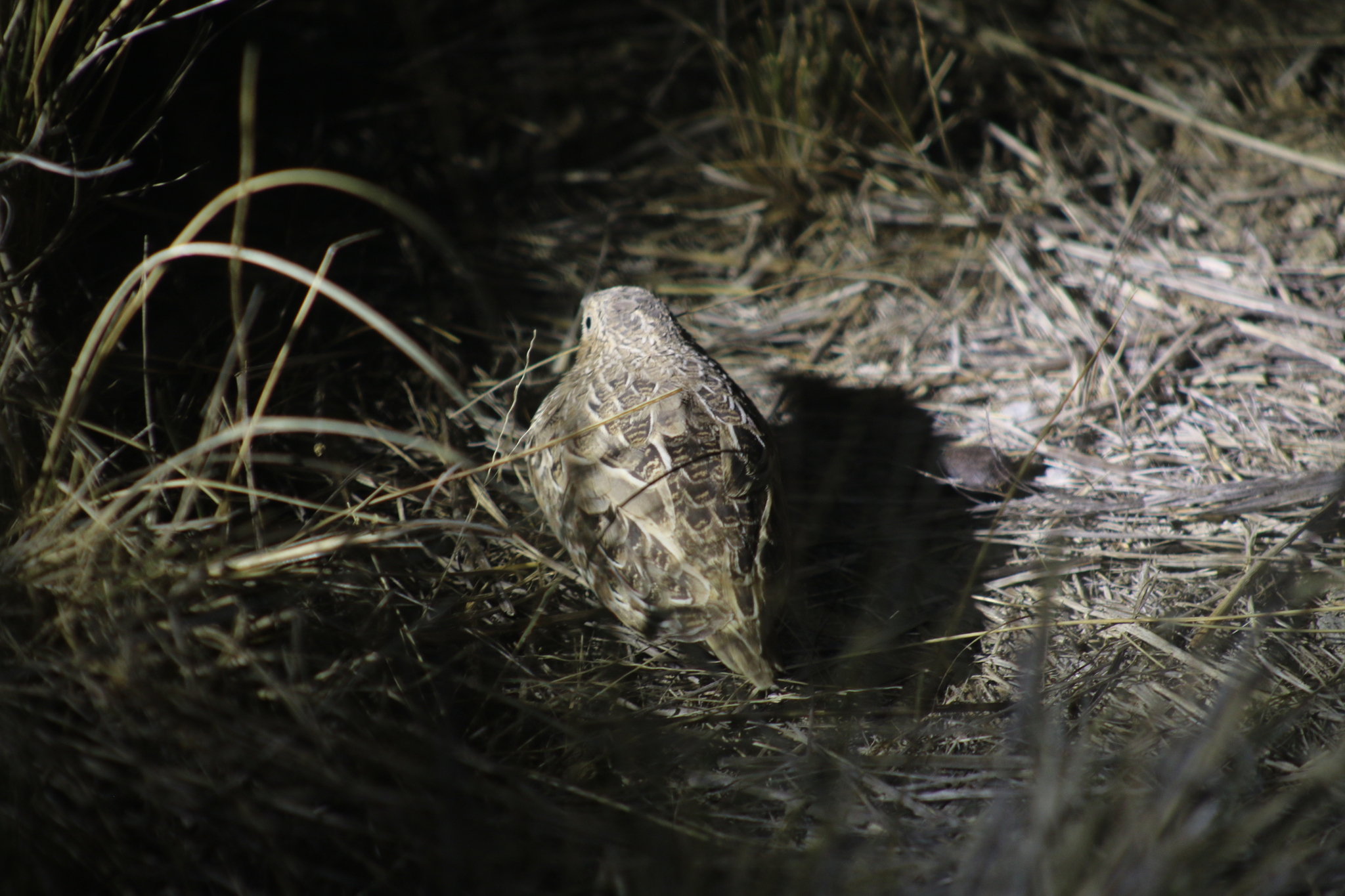 Red-chested Buttonquail (Turnix pyrrhothorax), photo 8