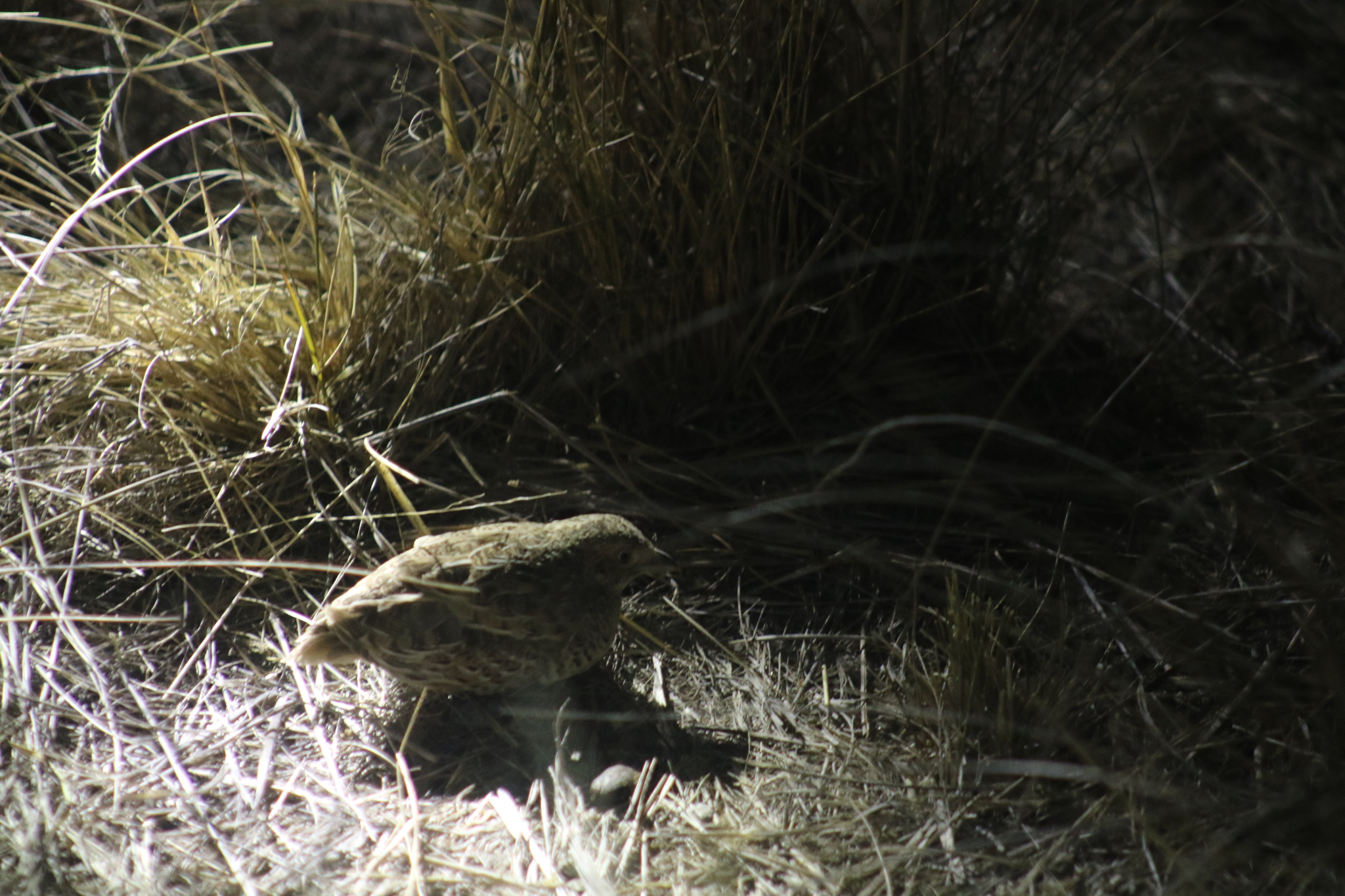 Red-chested Buttonquail (Turnix pyrrhothorax), photo 9