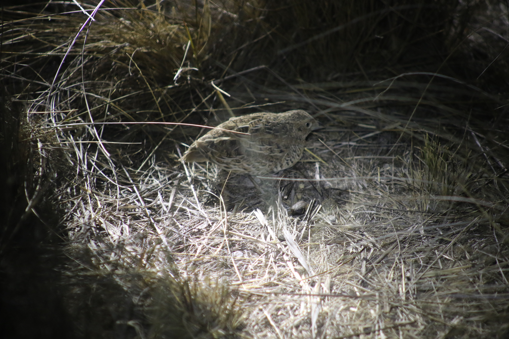 Red-chested Buttonquail (Turnix pyrrhothorax), photo 10