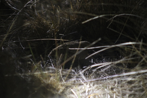Red-chested Buttonquail (Turnix pyrrhothorax), photo 10
