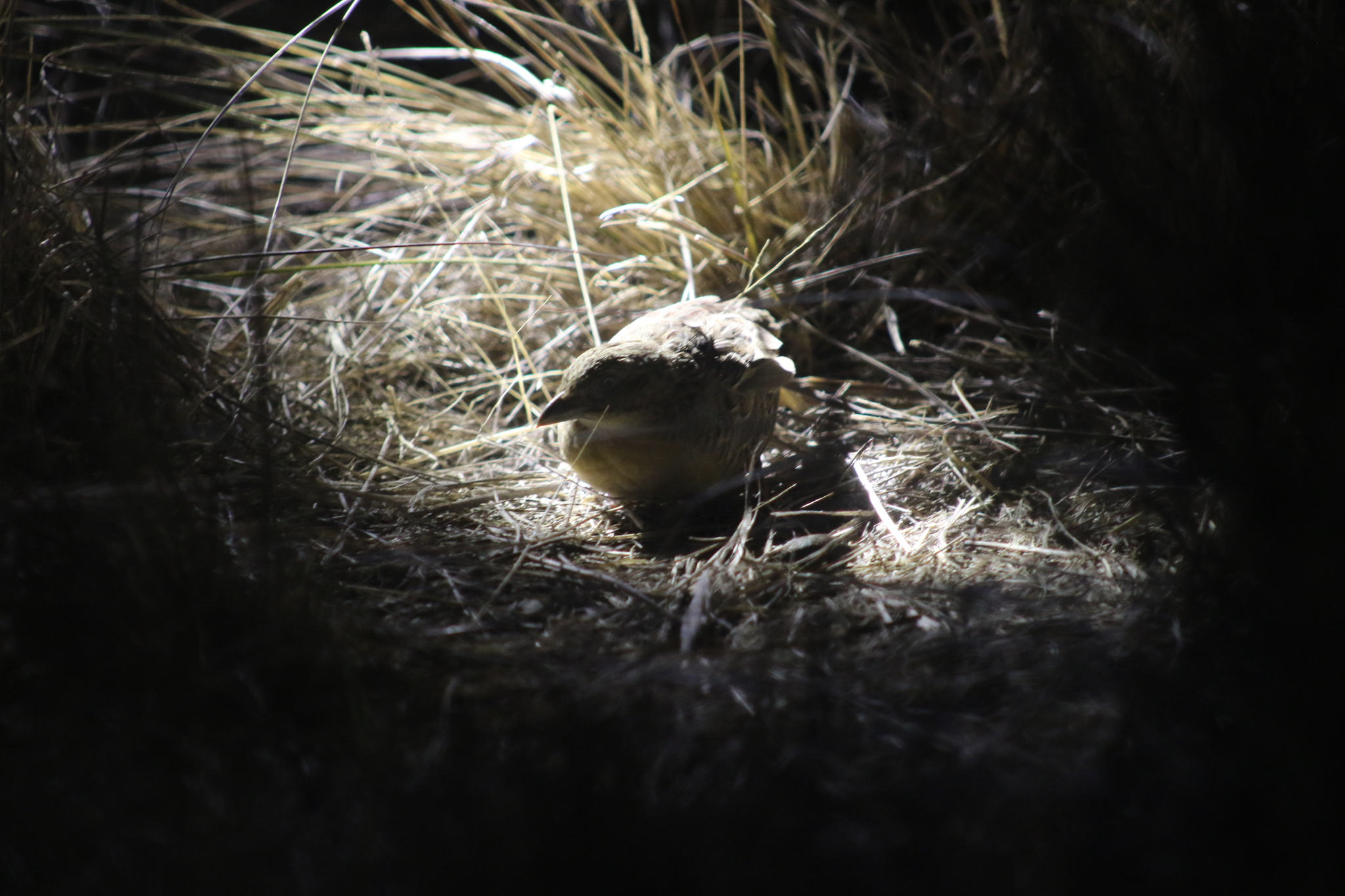 Red-chested Buttonquail (Turnix pyrrhothorax), photo 5