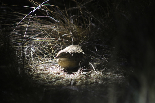 Red-chested Buttonquail (Turnix pyrrhothorax), photo 2