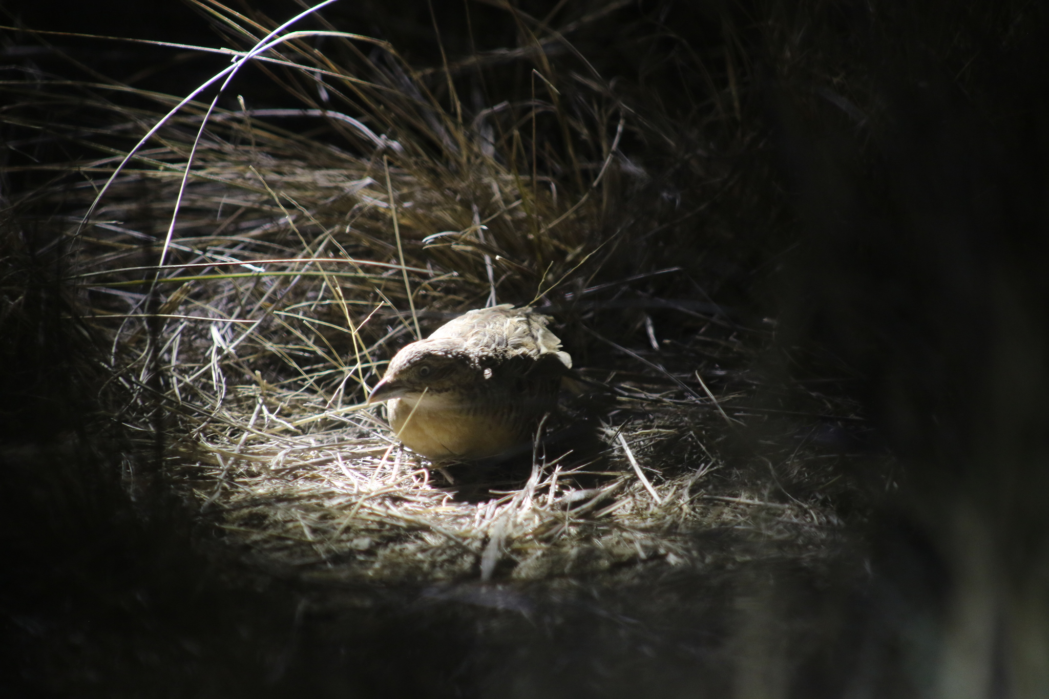 Red-chested Buttonquail (Turnix pyrrhothorax), photo 2