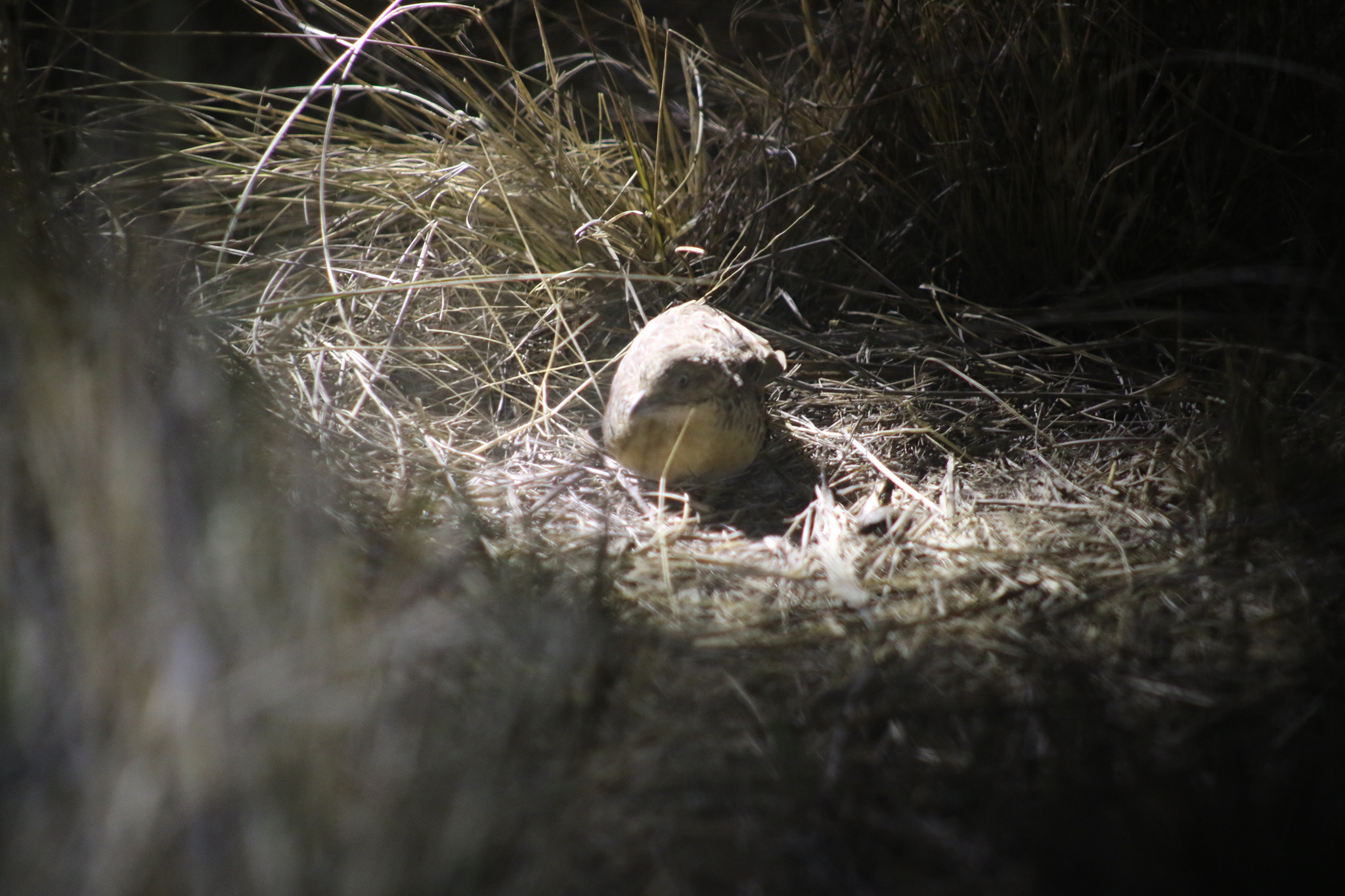 Red-chested Buttonquail (Turnix pyrrhothorax), photo 6