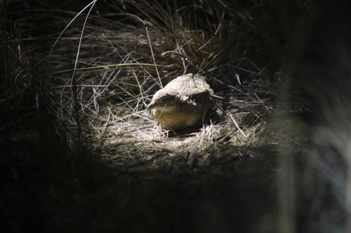 Red-chested Buttonquail (Turnix pyrrhothorax)