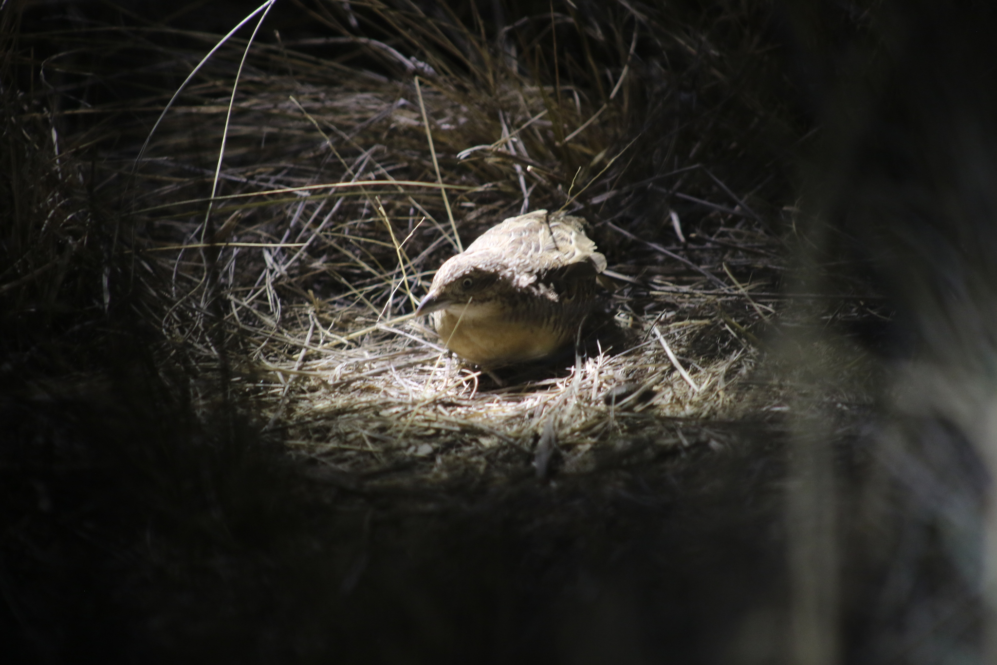Red-chested Buttonquail (Turnix pyrrhothorax), photo 1